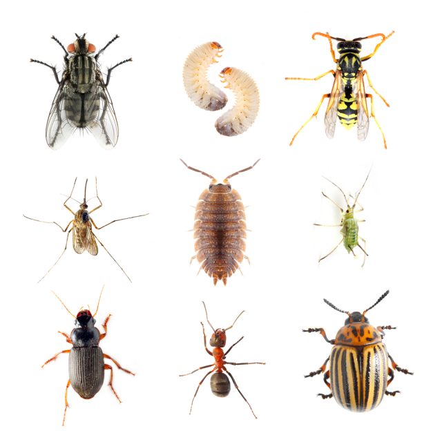 Pest Control in Canyon Crest